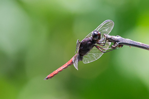 Dragonfly, Asa Wright Nature Center, Trinidad